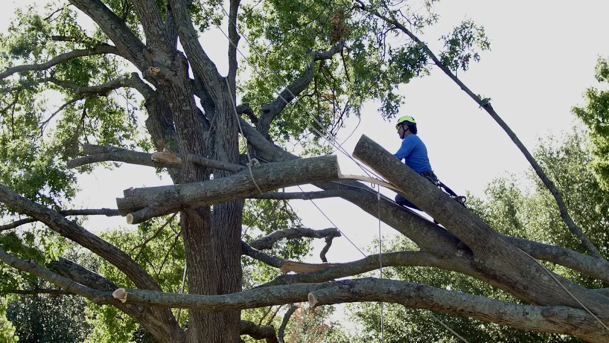 Professional Hazardous Tree Removal performed by certified arborists in Lilbourn